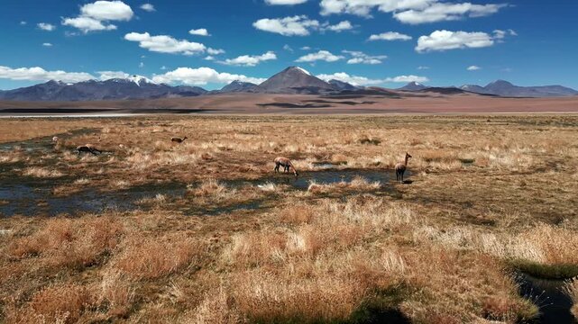 Orbit over vicunas roaming and drinking from shallow water channels on golden altiplano bofedal with prominent volcanic cone and Andean peaks. Putana, Chile