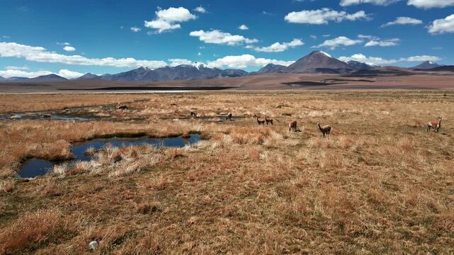 Slow forward flight over vicunas grazing on golden altiplano bofedal beside still water pools with snow-capped volcanic range under blue sky. Putana, Chile