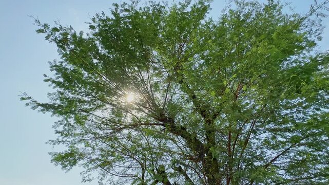 Sunlight filtering through the green canopy of a Babul tree with delicate branches and foliage against a bright natural sky!