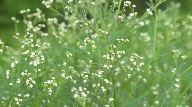 Parthenium Tree is an extremely unhealthful plant.