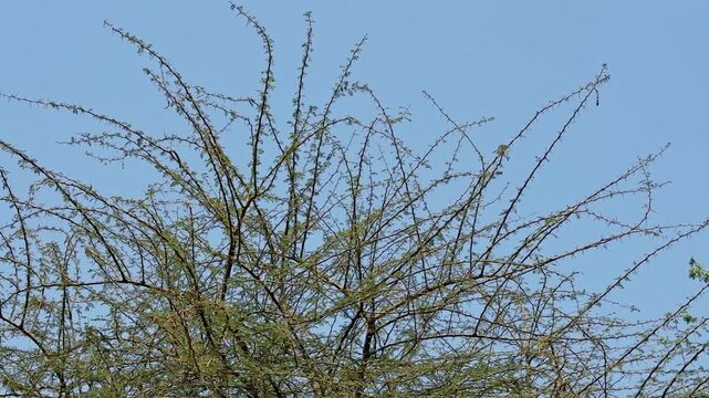 Upper branches of a Babul tree (Vachellia nilotica, formerly Acacia nilotica) spreading against a clear blue sky in a dry rural landscape!