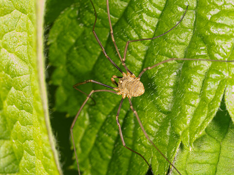 Bio Diversity - Opiliones - - Harvestman sitting in a green Leaf