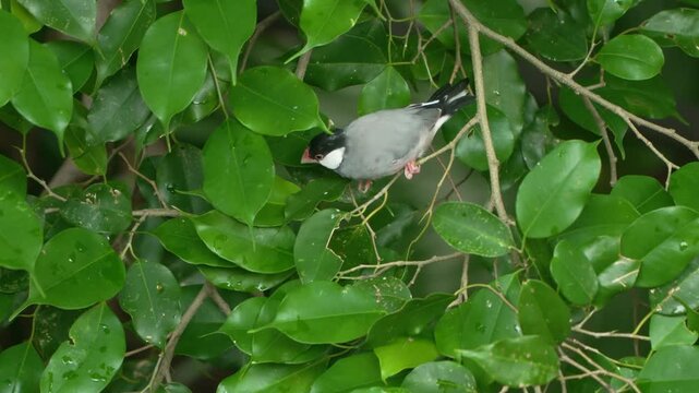 Java sparrow Lonchura oryzivora adult finch with grey plumage black head white cheek pink beak foraging on tropical tree among lush green leaves Edward Youde Aviary Hong Kong