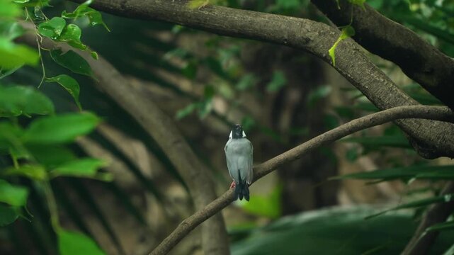 Java sparrow Lonchura oryzivora with black head white cheek pink beak perched on branch and taking flight at Edward Youde Aviary Hong Kong Park wildlife