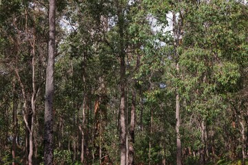 Fototapeta premium Background concept. Dense jarrah tree forest, Eucalyptus marginata. Myrtle family, endemic to the south west of Western Australia. Deforestation, development, mining and habitat loss. Hard wood