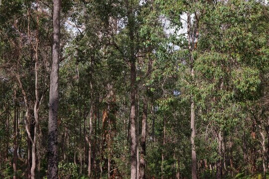 Background concept. Dense jarrah tree forest, Eucalyptus marginata. Myrtle family, endemic to the south west of Western Australia. Deforestation, development, mining and habitat loss. Hard wood