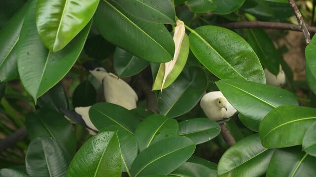 Pied Imperial pigeons Ducula bicolor with yellowish cream plumage hiding among lush tropical green leaves top down view Edward Youde Aviary Hong Kong Park