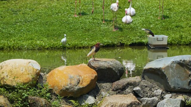 Chinese pond heron Ardeola bacchus perched on rock with Greater flamingo flock Phoenicopterus roseus and little egret Egretta wading in pond at Kowloon Park Hong Kong