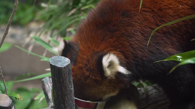 Red panda Ailurus fulgens close-up eating fresh greens from metal feeding bowl with white ear tufts and reddish brown fur visible Ocean Park Hong Kong