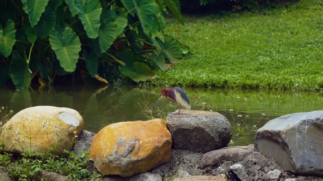 Chinese pond heron Ardeola bacchus in breeding plumage scratching neck while perched on grey boulder beside pond with tropical leaves and green grass Kowloon Park Hong Kong