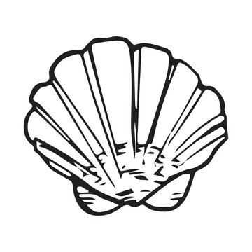 Hand drawn scallop shell sketch, black line art. Fan shell doodle, pecten seashell outline, ocean seafood symbol vintage vector clipart isolated white.