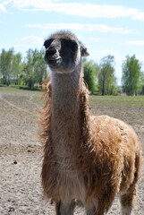llama in zoo © Наталка Сачалко