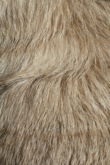 Fototapeta premium Natural animal fur texture background with soft brown hair close up