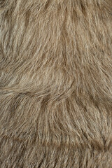 Fototapeta premium Natural animal fur texture background with soft brown hair close up