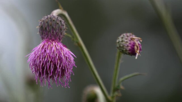 Purple Thistle Flowers in Full Bloom and Bud Stage Against Soft Grey Green Bokeh Background