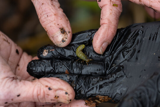 La Tuque, Canada, 07 May 2026 : A person's bare hand and a gloved hand hold a green insect larva for examination.
