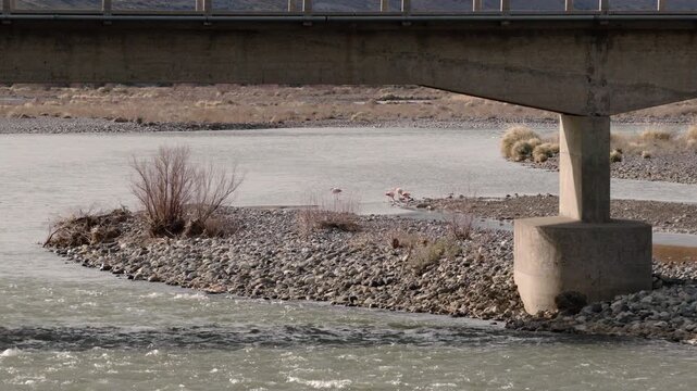Wild flamingos standing beside shallow river under bridge near Bardas Blancas in Mendoza province.