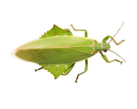 Green Leaf Insect Isolated on White Background