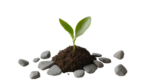 Isolated small green plant growing in a mound of soil with scattered grey rocks, new life