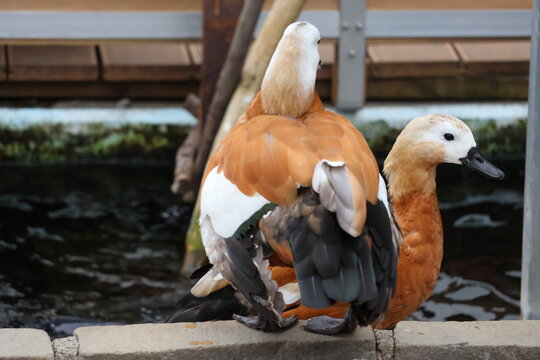 Two Ruddy Shelducks
