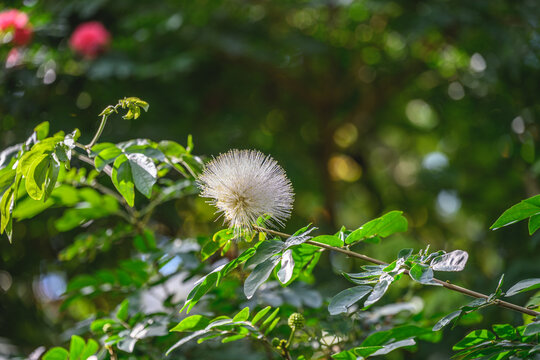 Delicate white calliandra blossom glowing under soft natural sunlight