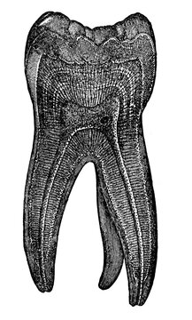 Vintage anatomical engraving of a human tooth cross section unlabeled