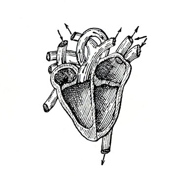 Vintage woodcut illustration of a longitudinal section of the human heart - unlabeled version
