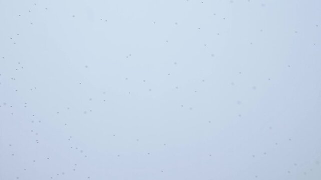 Dense swarm of midges flying across pale overcast sky in natural habitat
