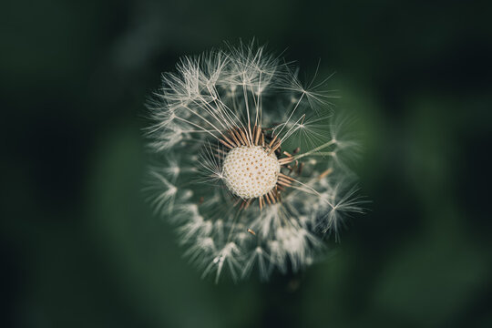 Fleur en macro minimaliste sur fond flou