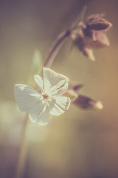 Fleur en macro minimaliste sur fond flou
