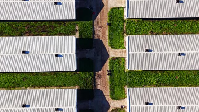 Top down view of farm buildings. Directly overhead perspective of white corrugated roofs flanked by dense green vegetation, crossing dirt roads, ventilation units visible on rooftops.
