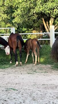 Herd of beautiful horses and young foals grazing on fresh green grass at a ranch.