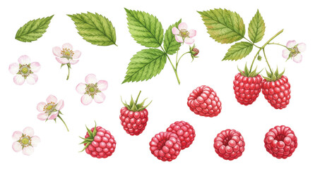 Watercolor raspberry set with branch, leaf, and flower on transparent background. Garden berry illustration for scrapbooking, menu design, kitchen decor, book, card, poster, textile, sticker, packing. © CoralFox