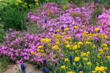 Obraz premium Colorful flowers bloom in a garden during spring with various pink and yellow blooms creating a vibrant landscape