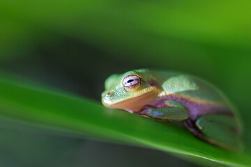 Fototapeta premium A beautiful, bright green frog. Likely a treefrog in the genus Dryophytes. It might be a squirrel treefrog (Dryophytes squirellus), but please check the ID with an expert. In Bonita Springs, Florida.
