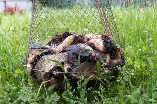 Fresh freshwater fish catch in fishing keepnet hanging above green grass in rural countryside. Summer recreational fishing and successful angling concept with river fish.