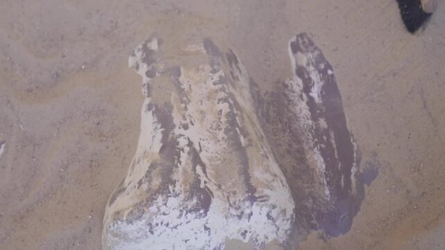 Close-up of a dinosaur bone excavation activity, showing a fossil replica being uncovered with a brush in the sand. Educational paleontology scene for children, archaeology, museum or dinosaur park