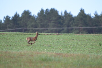 samiec sarny, kozioł,  (Capreolus capreolus) uciekający przez zielone pole na tle lasu © Joanna