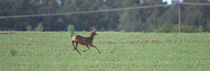 samiec sarny, kozioł,  (Capreolus capreolus) uciekający przez zielone pole na tle lasu © Joanna