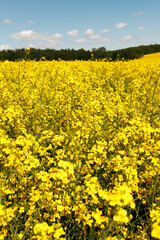Vertical view of beautiful blooming yellow rapeseed field with green forest under blue sky with clouds. Scenic agricultural landscape, canola plantation, farming harvest concept, bright sunny day © Krystsina
