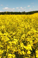 Fotobehang Geel Vertical view of beautiful blooming yellow rapeseed field with green forest under blue sky with clouds. Scenic agricultural landscape, canola plantation, farming harvest concept, bright sunny day  © Krystsina