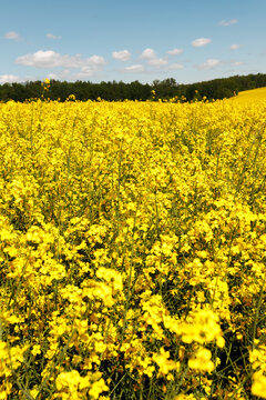 Vertical view of beautiful blooming yellow rapeseed field with green forest under blue sky with clouds. Scenic agricultural landscape, canola plantation, farming harvest concept, bright sunny day