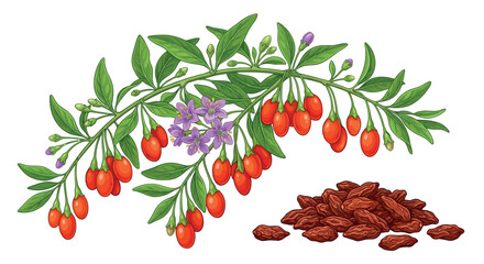 Goji berry branch and pile of dried berries vector illustration © MITHUN