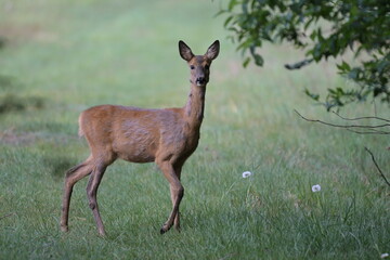 Młoda samica sarny (koza, capreolus capreolus) stojąca na zielonej łące pod gałęziami drzewa © Joanna
