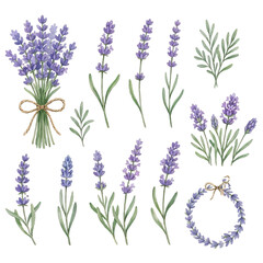 Fototapeta premium Bouquet of purple lavender flowers isolated on white background with floral spring garden herb nature theme
