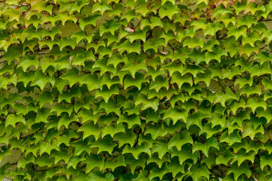 A wall covered in lush green ivy leaves after a summer rain