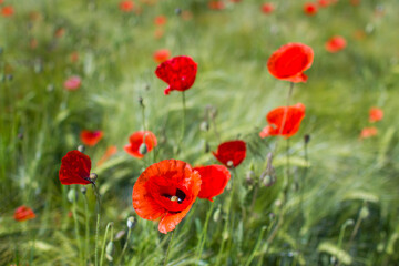 Obraz premium wild poppy flowers on the field - soft focus