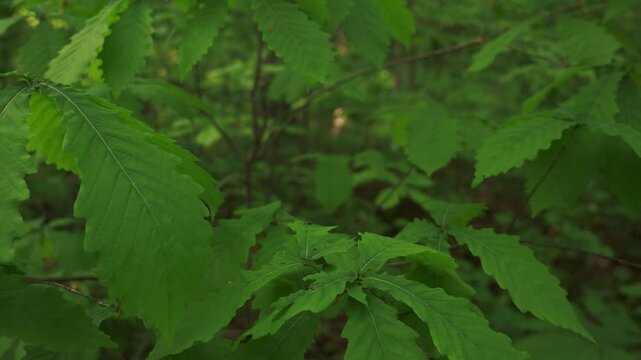 Young saplings in an early summer forest