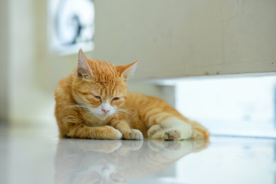 Orange tabby cat sleeping on glossy floor in bright home