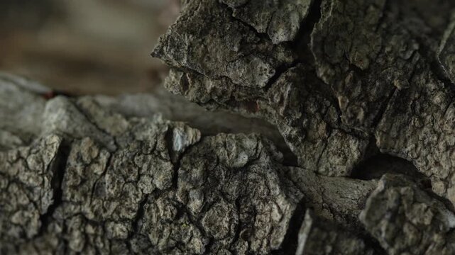 Cracked tree bark texture in cinematic macro forest close up